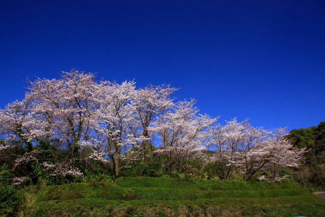 青空の桜並木