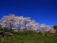 青空の桜並木