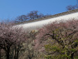 西の丸の塀と桜
