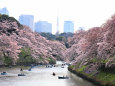 千鳥が淵の桜 2016