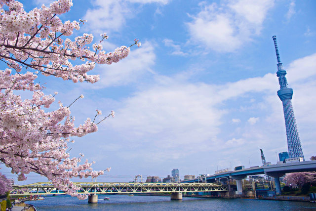 隅田川と桜とスカイツリー