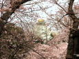 千鳥ケ淵の桜と武道館 2016