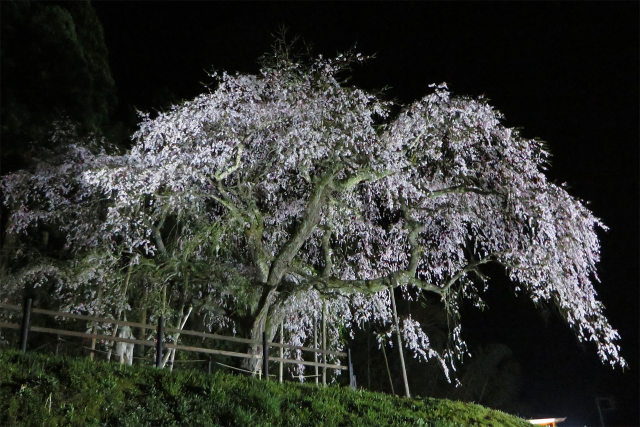 枝垂れ桜ライトアップ/三谷神社