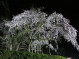 枝垂れ桜ライトアップ/三谷神社