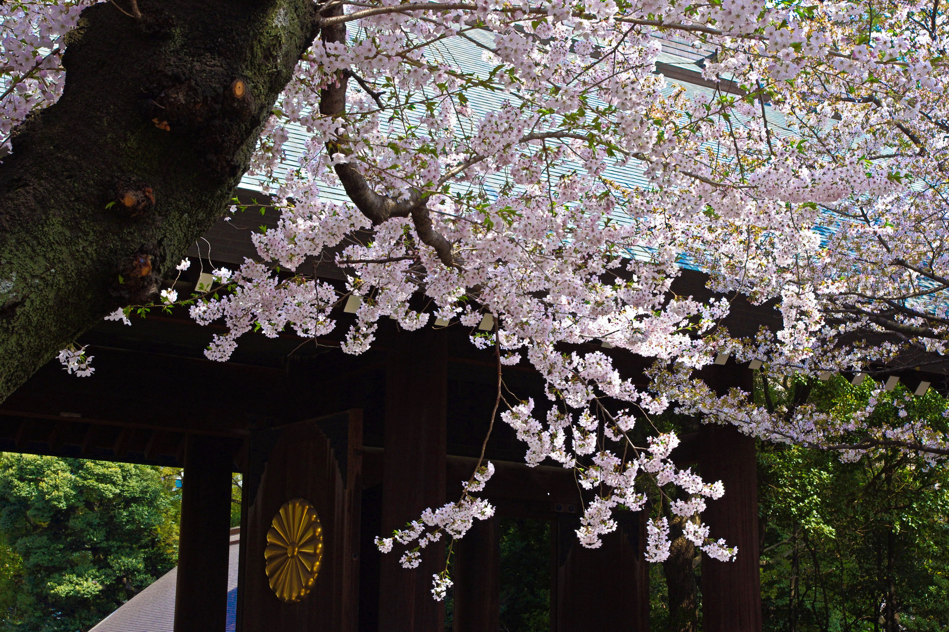 日本の風景 靖国神社の桜 壁紙19x1280 壁紙館