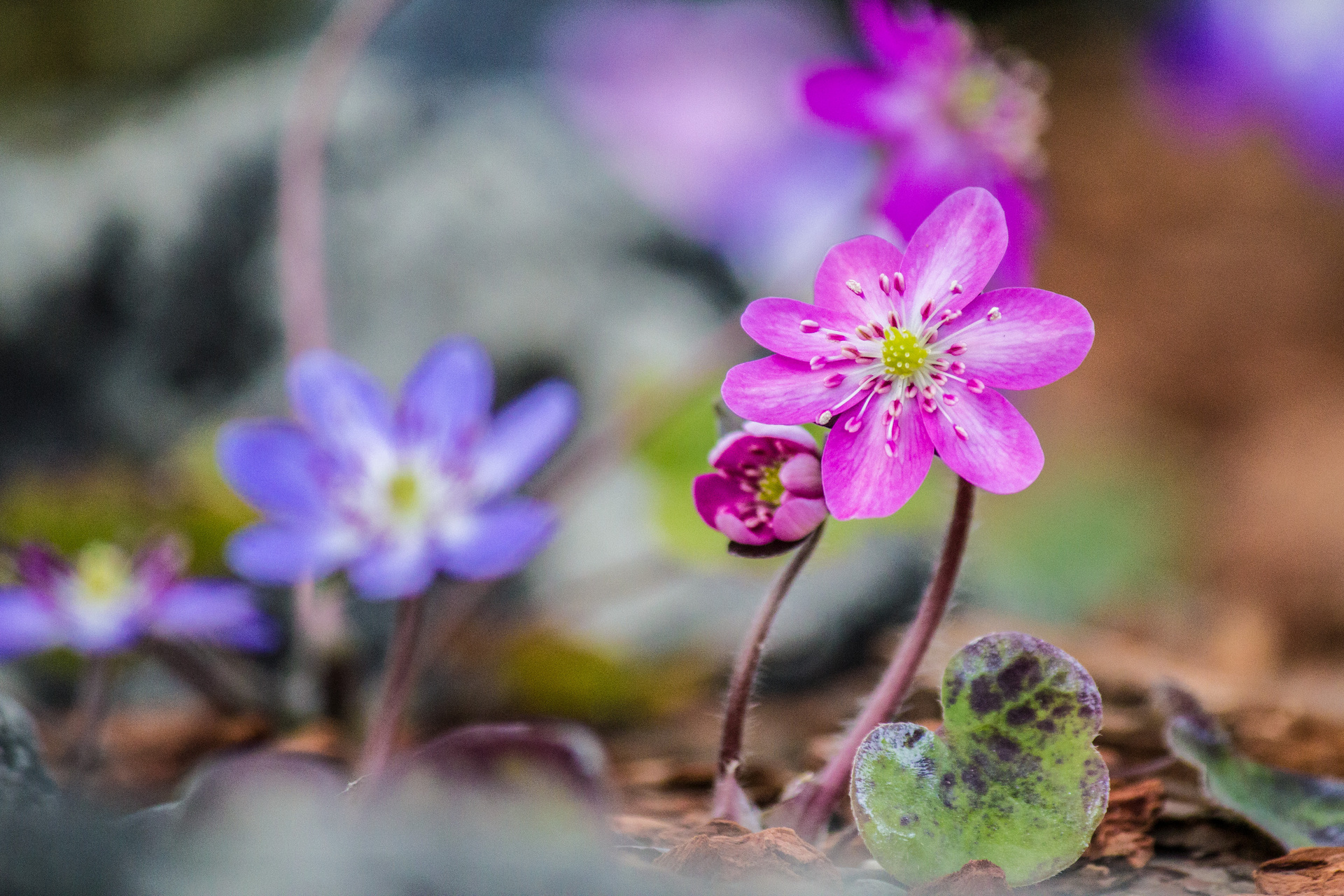 花 植物 ミスミソウ 壁紙19x1280 壁紙館