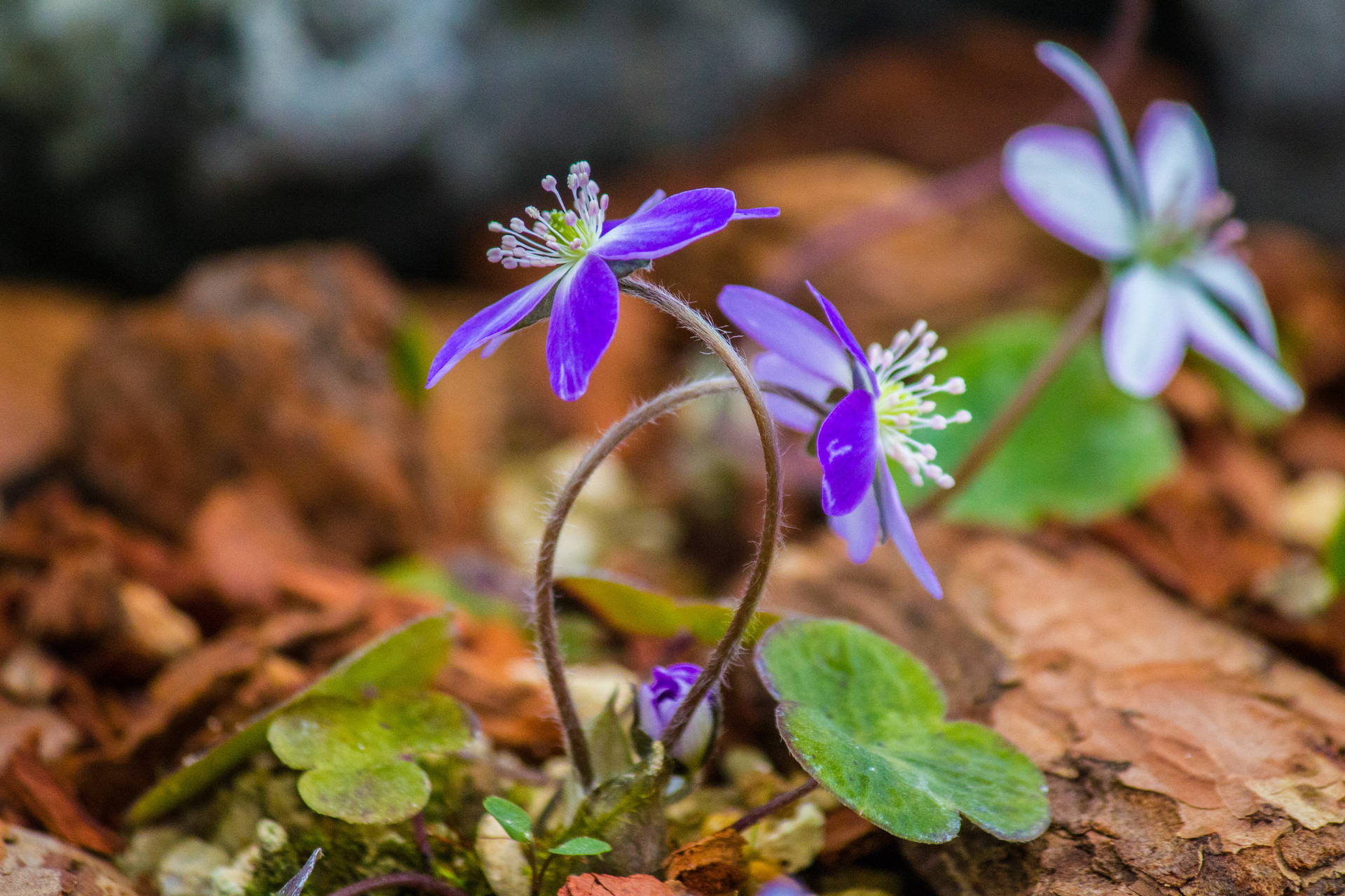 無料印刷可能ミスミソウ 花 植物 すべての美しい花の画像 無料印刷可能ミスミソウ 花 植物 すべての美しい花の画像