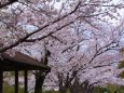 散歩道の満開の桜