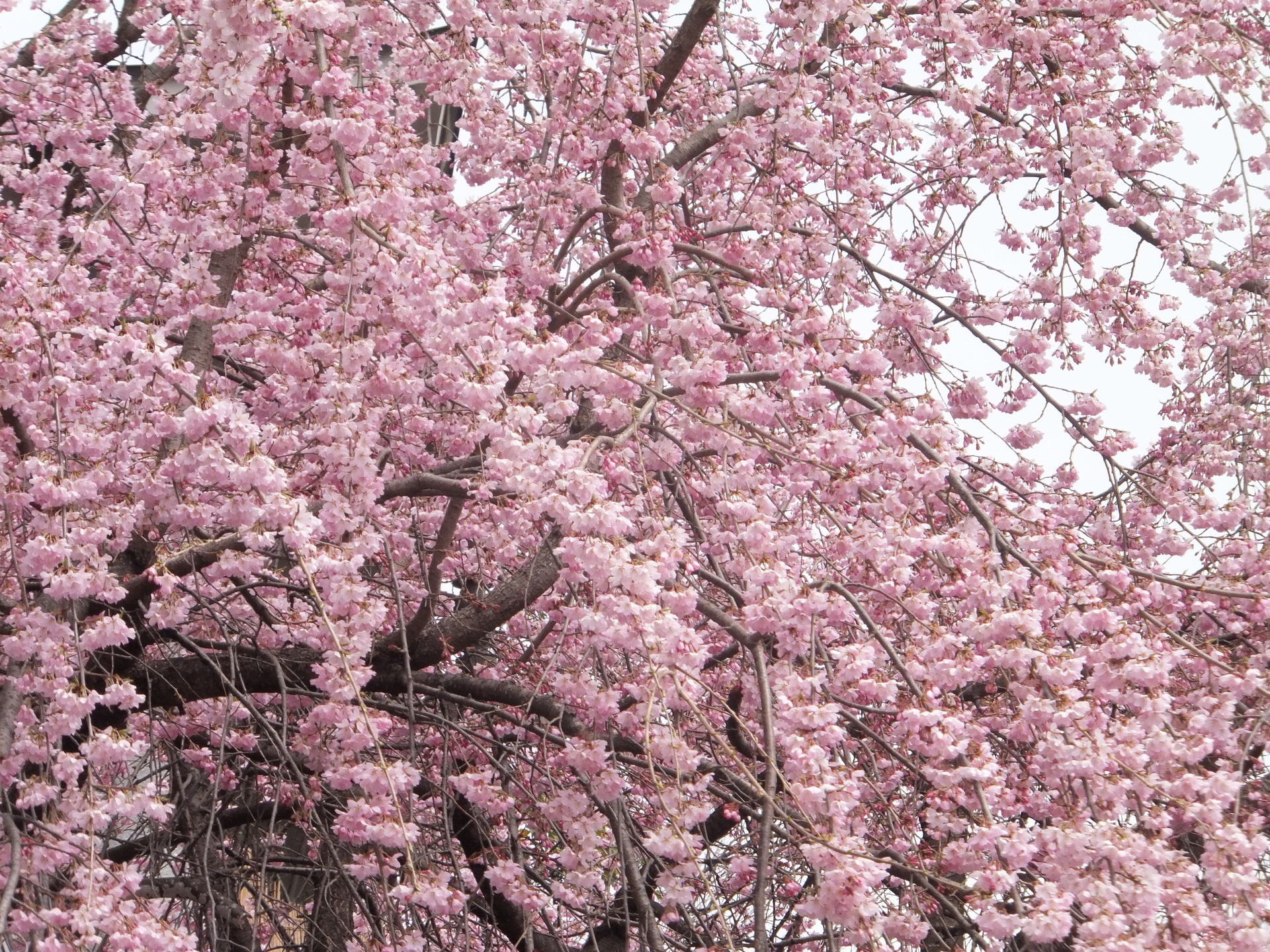 花 植物 しだれ桜 壁紙19x1440 壁紙館