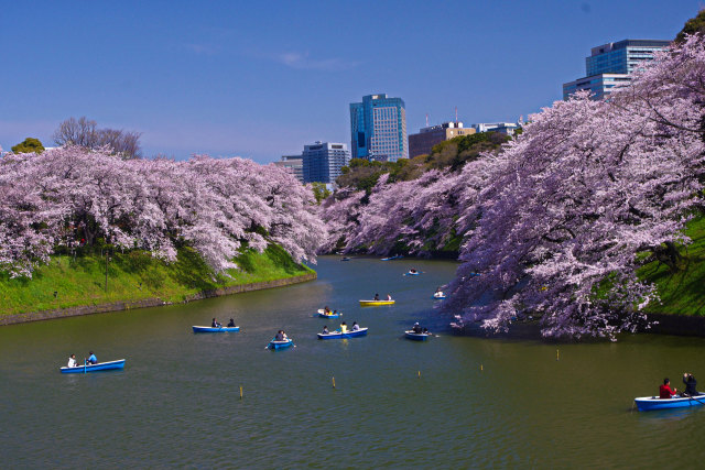 千鳥ヶ淵の春