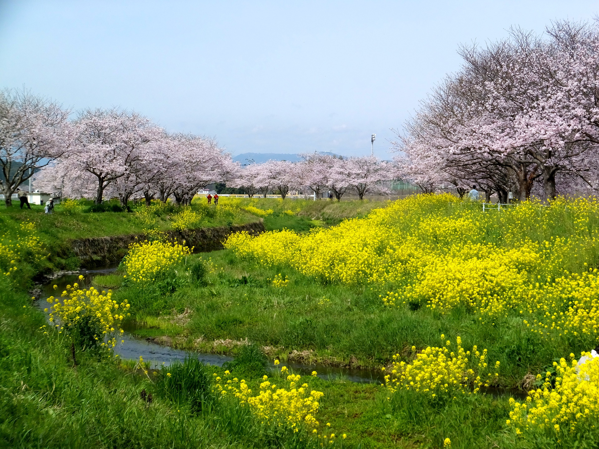 日本の風景 春爛漫 壁紙19x1440 壁紙館