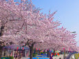 浅草・ 隅田公園の桜並木