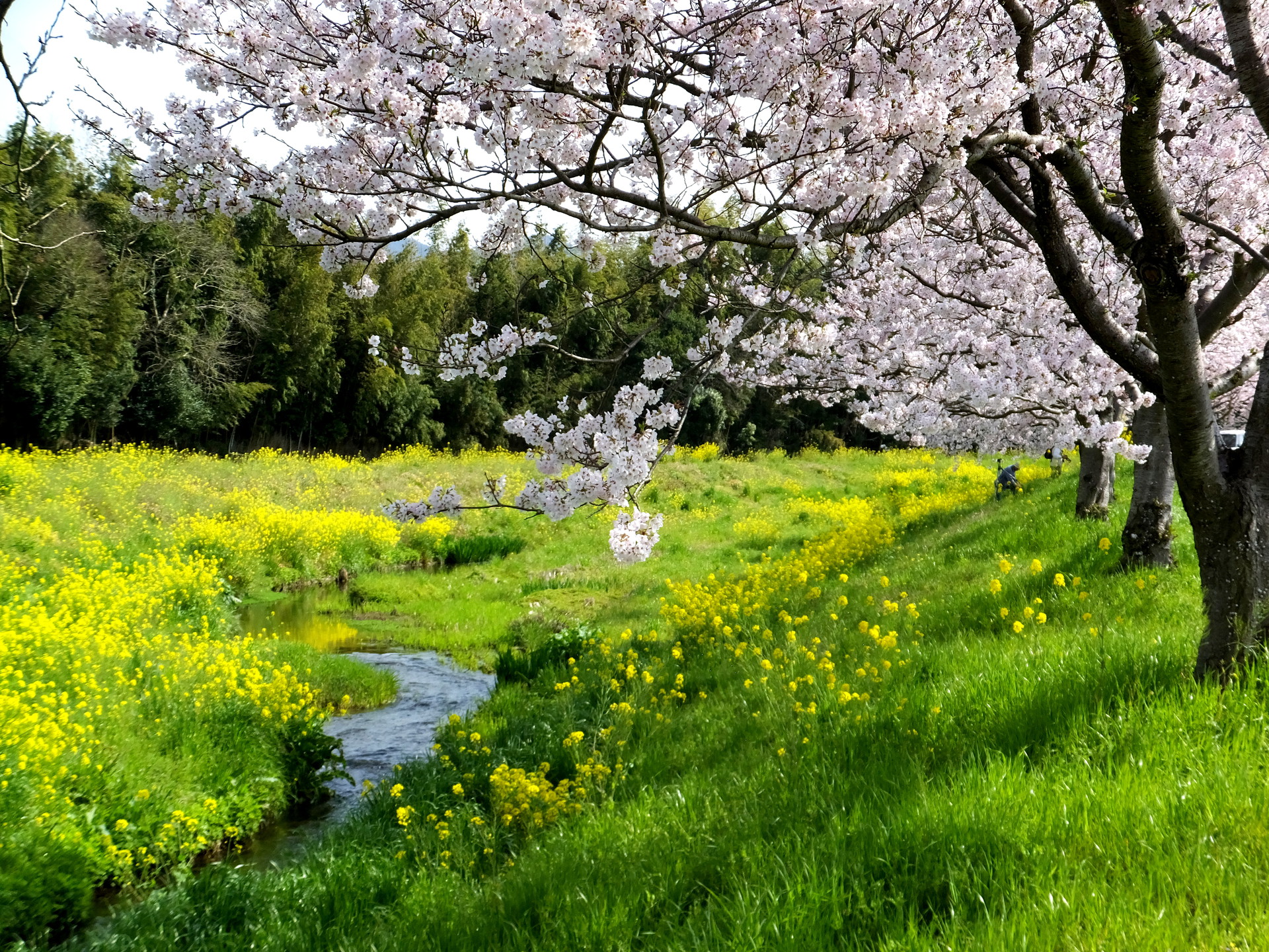 日本の風景 春うらら 壁紙19x1440 壁紙館