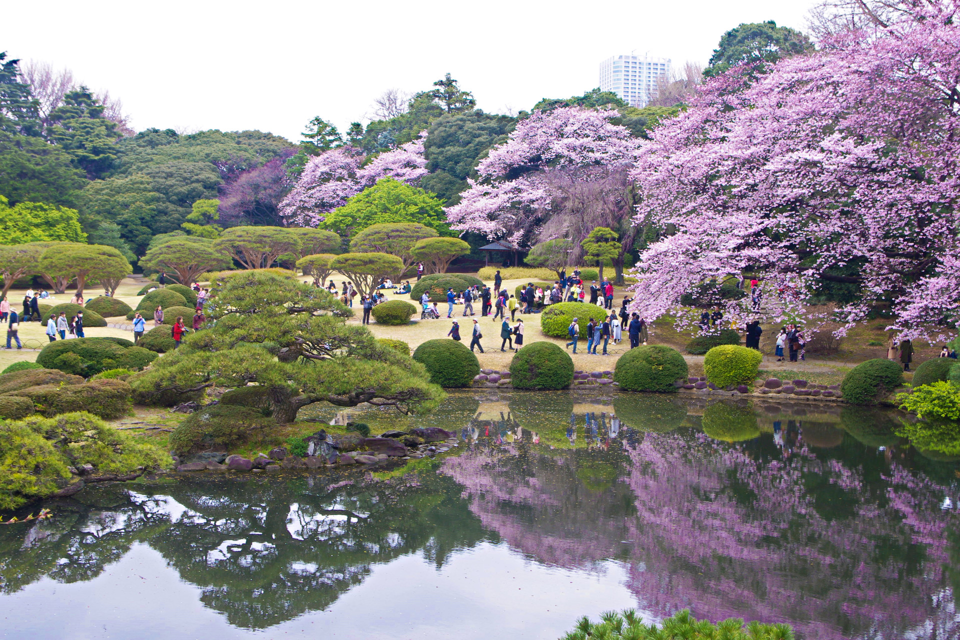 日本の風景 新宿御苑 春景色 壁紙19x1280 壁紙館