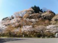 吉野山・嵐山の桜