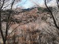 吉野山・中千本の桜