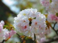 里桜(サトザクラ)も咲いて