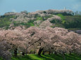 一目千本桜