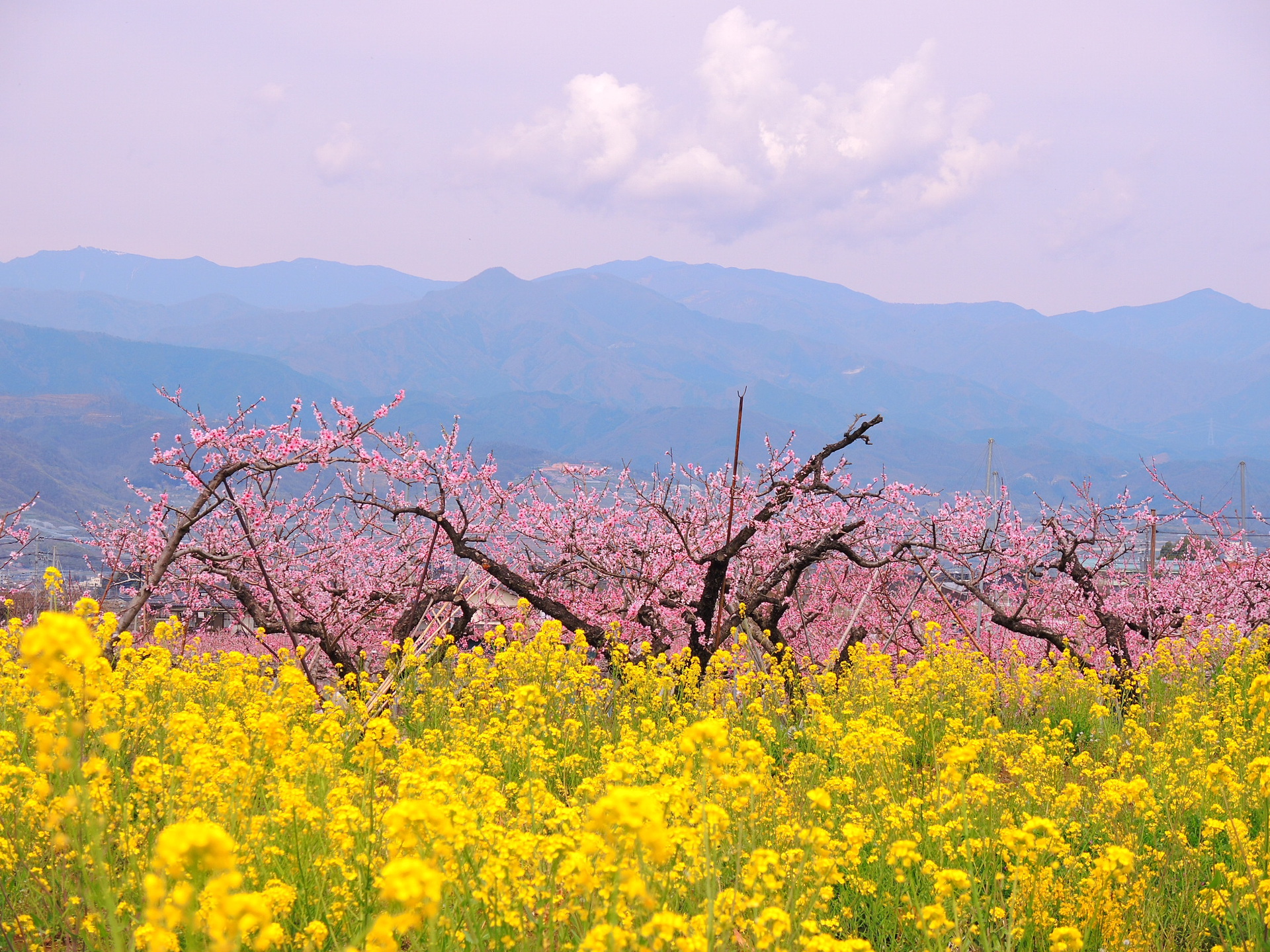 日本の風景 菜の花と桃の花 壁紙19x1440 壁紙館