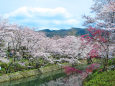 桜満開/鹿野城跡公園4