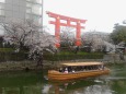 岡崎疎水の桜と十石舟