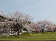 桜が咲いていた小さな公園 その2