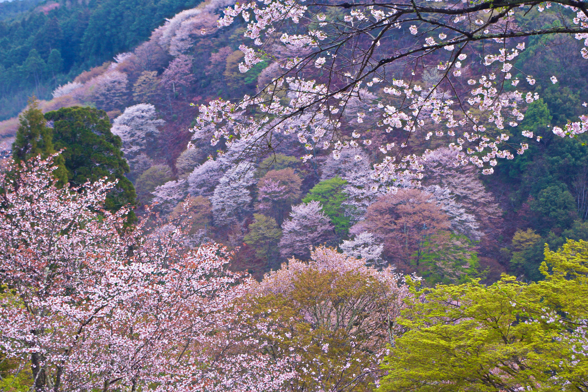 日本の風景 世界遺産 吉野山の春 壁紙19x1280 壁紙館