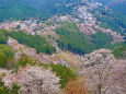 吉野山・上千本からの眺望