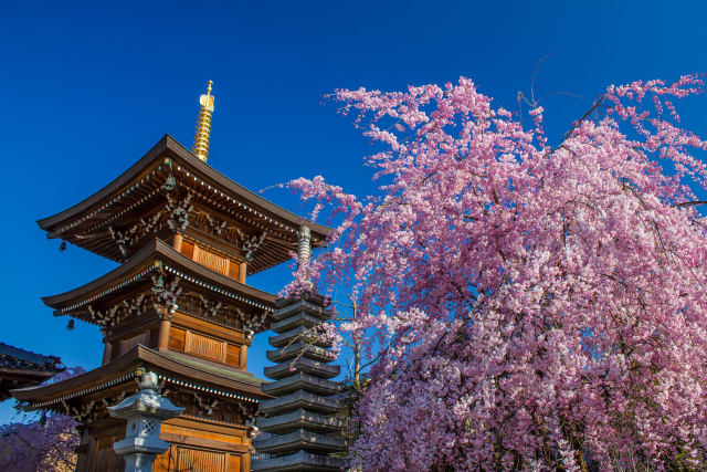 観音寺・三重塔の桜