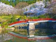 城山公園の桜