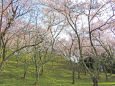 満開の桜林2
