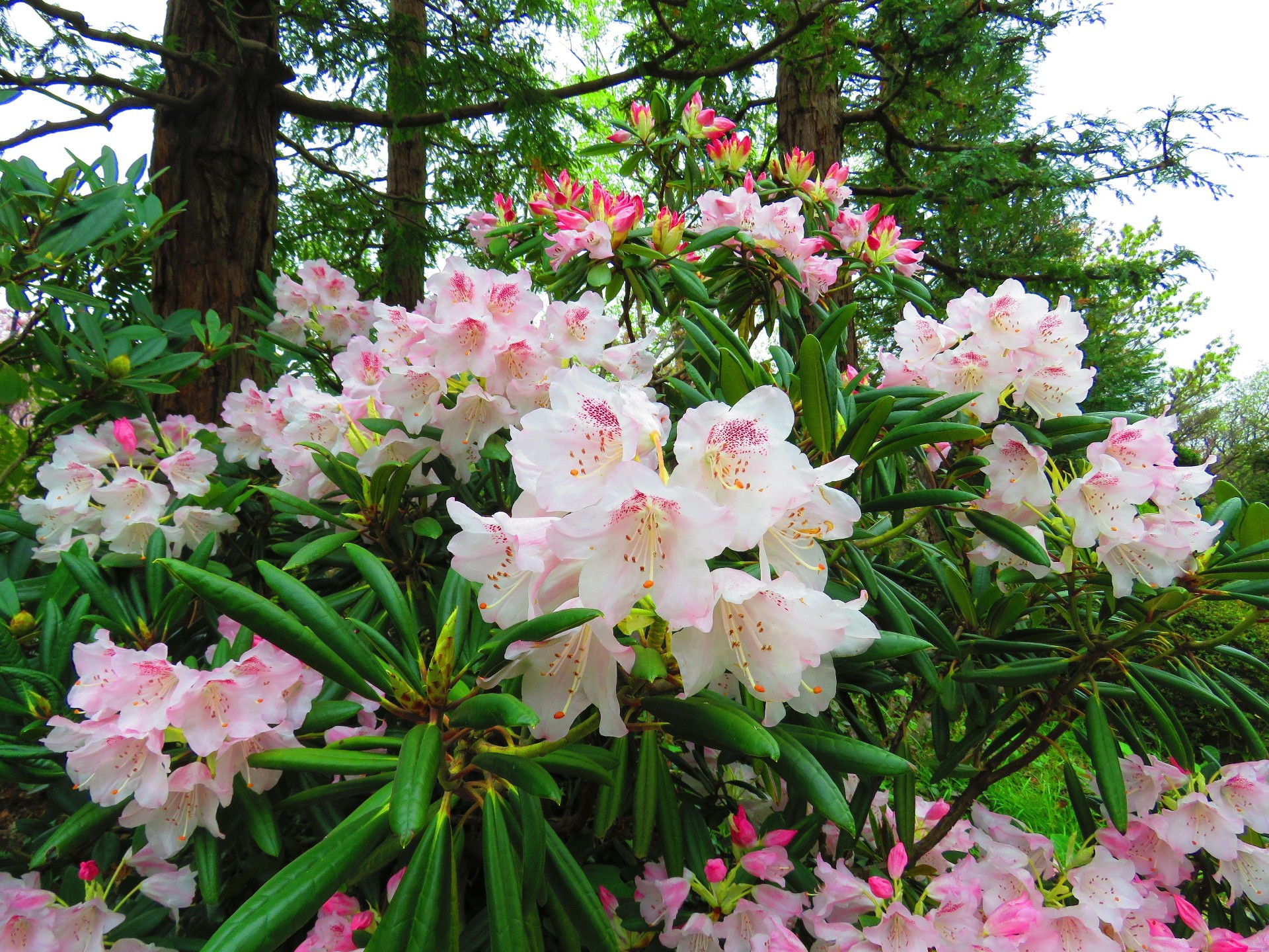 花 植物 アカボシシャクナゲ見頃 壁紙19x1440 壁紙館 花 植物 アカボシシャクナゲ見頃 壁紙19x1440 壁紙館