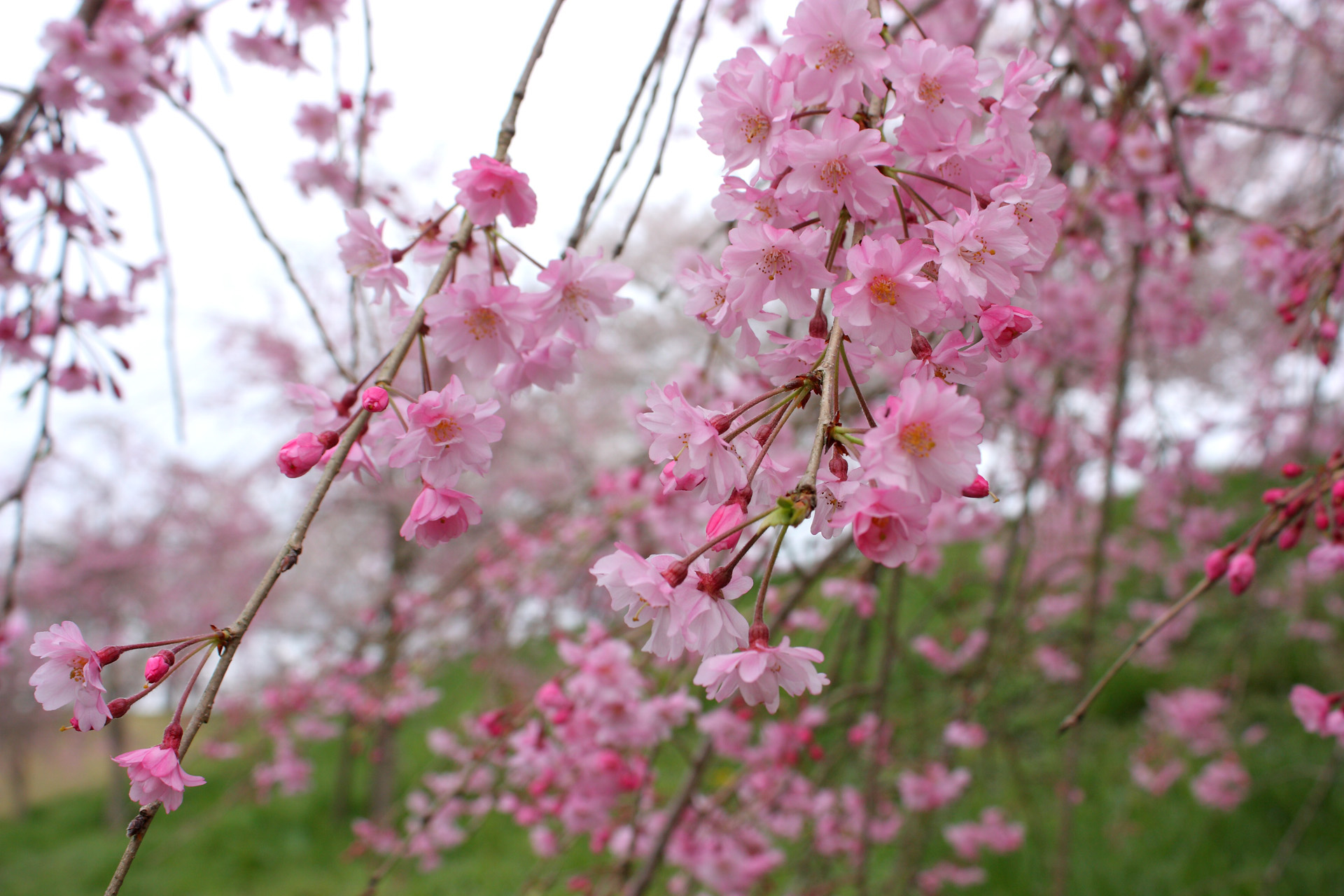 花 植物 しだれ桜 壁紙19x1280 壁紙館