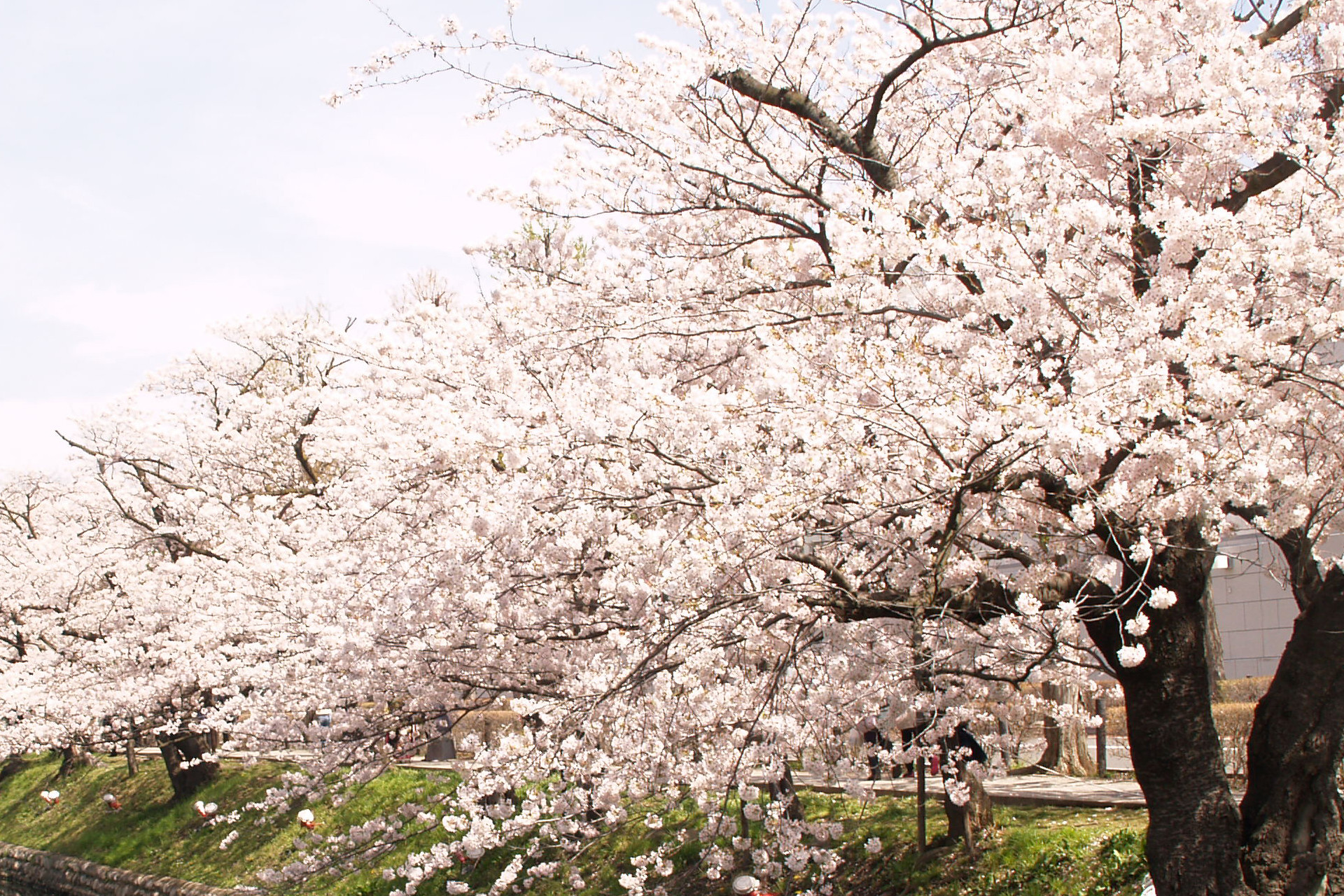 日本の風景 桜吹雪を感じる風景 壁紙19x1280 壁紙館