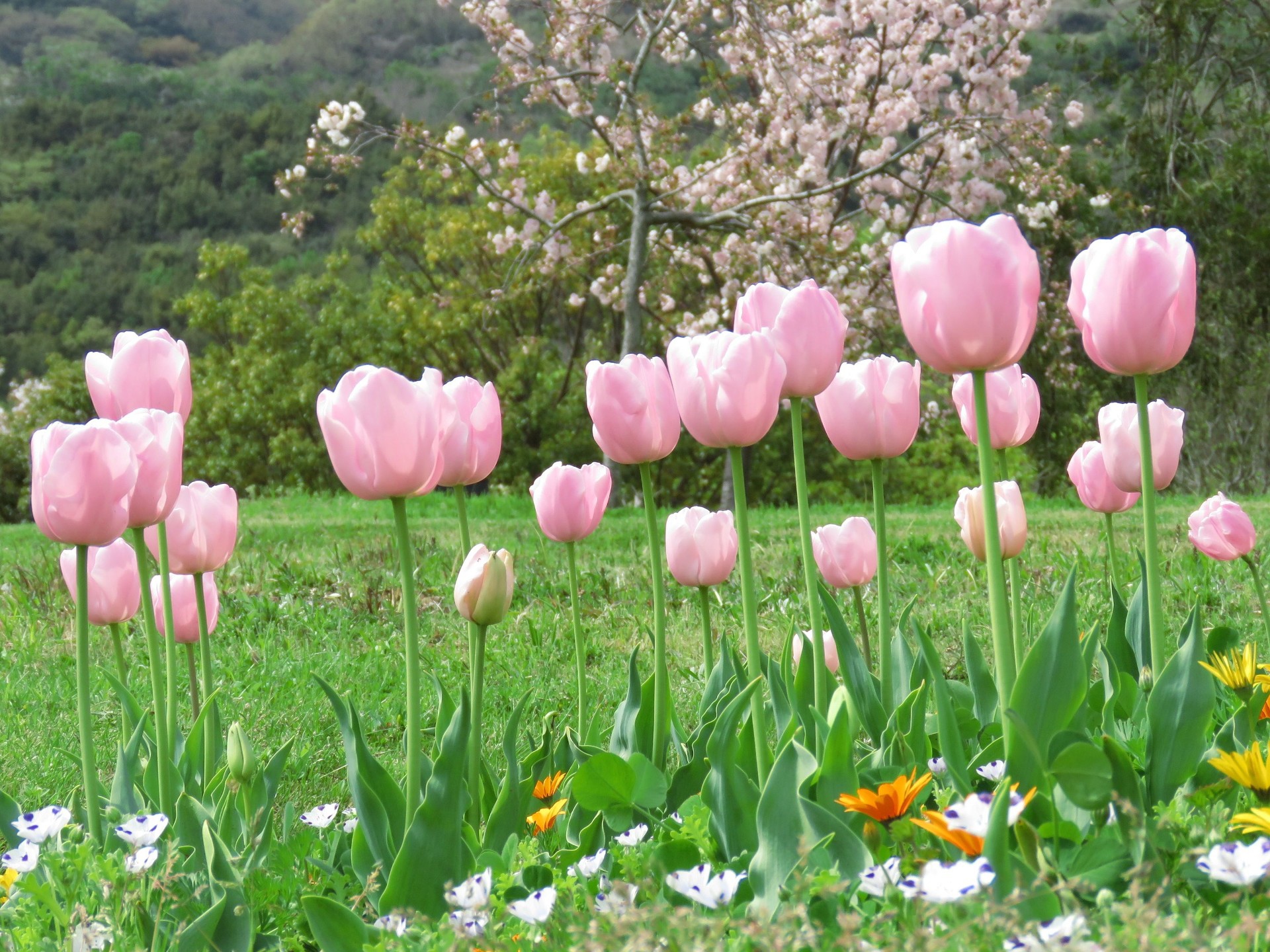 花 植物 チューリップピンクダイヤモンド 壁紙1920x1440 壁紙館