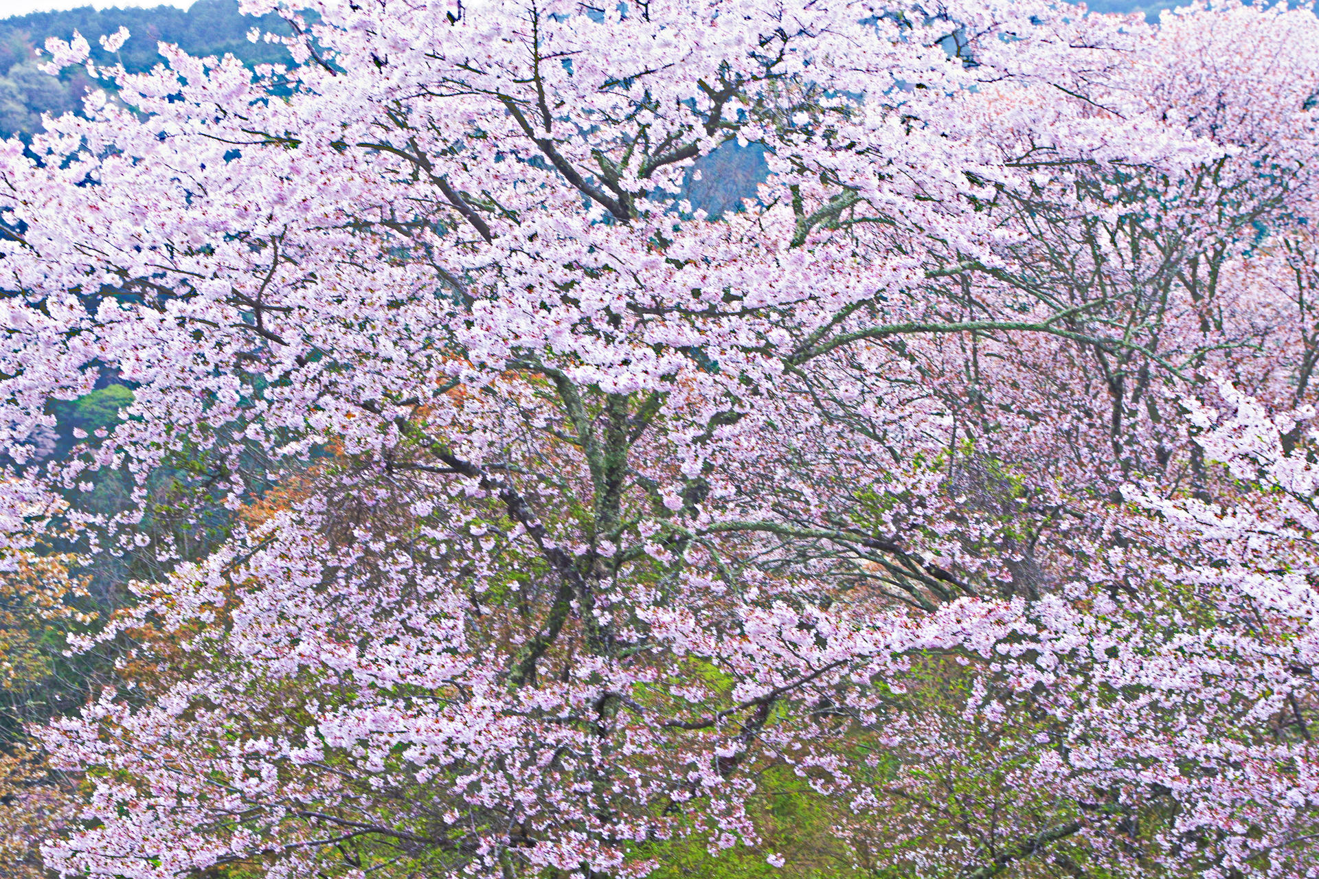 日本の風景 吉野山 満開のシロヤマザクラ 壁紙19x1280 壁紙館 日本の風景 吉野山 満開のシロヤマザクラ 壁紙19x1280 壁紙館