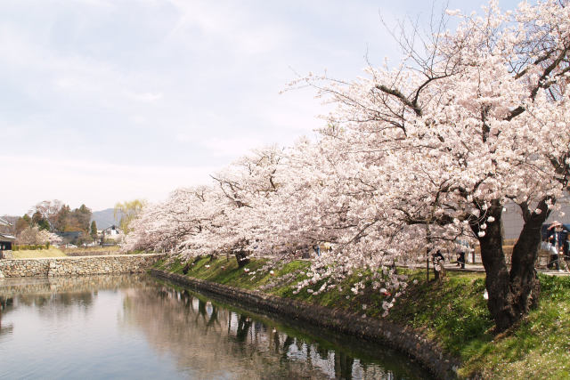 桜並木