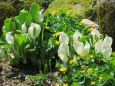 山の春・水芭蕉にリュウキンカ