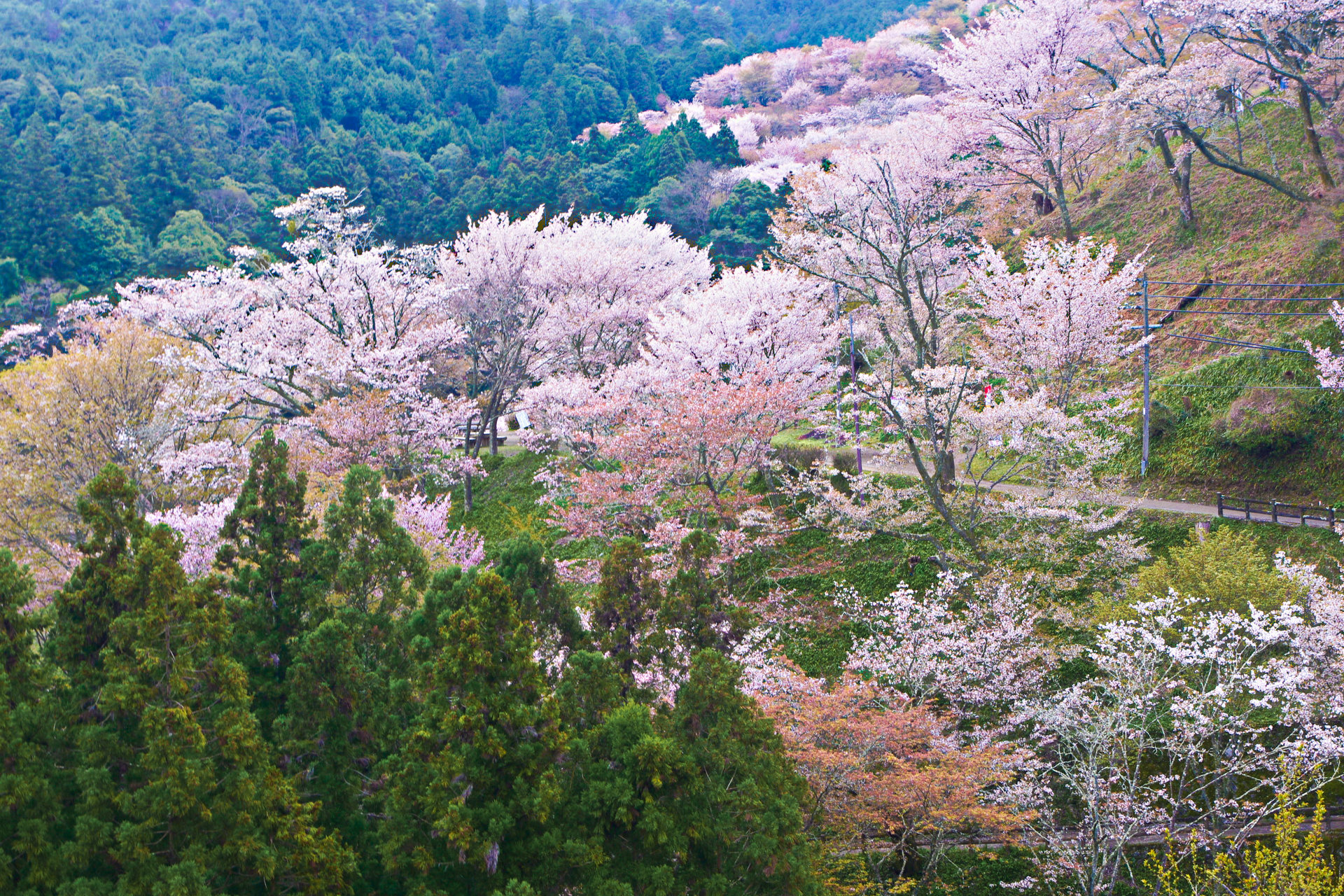 日本の風景 吉野山 中千本の桜 壁紙19x1280 壁紙館