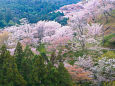吉野山・中千本の桜