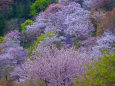 吉野山・山里の春