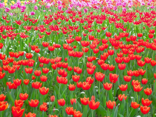 チューリップ