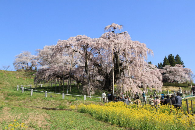 満開の滝桜(1)