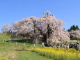 満開の滝桜(1)