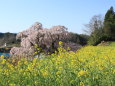 満開の菜の花と滝桜