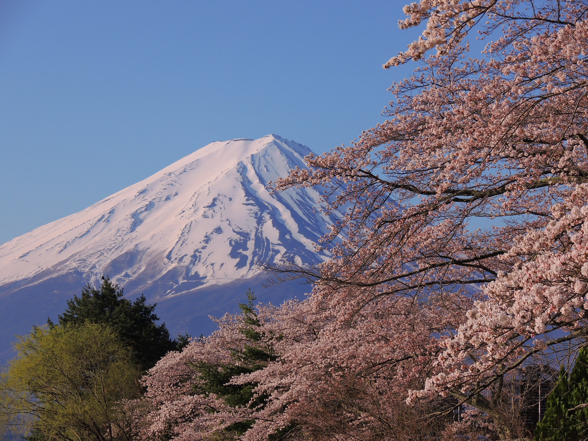 日本の風景 満開の桜と富士山 壁紙19x1440 壁紙館