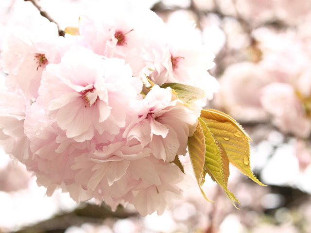 雨上がりの普賢象