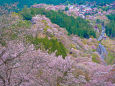 全山桜色の吉野山