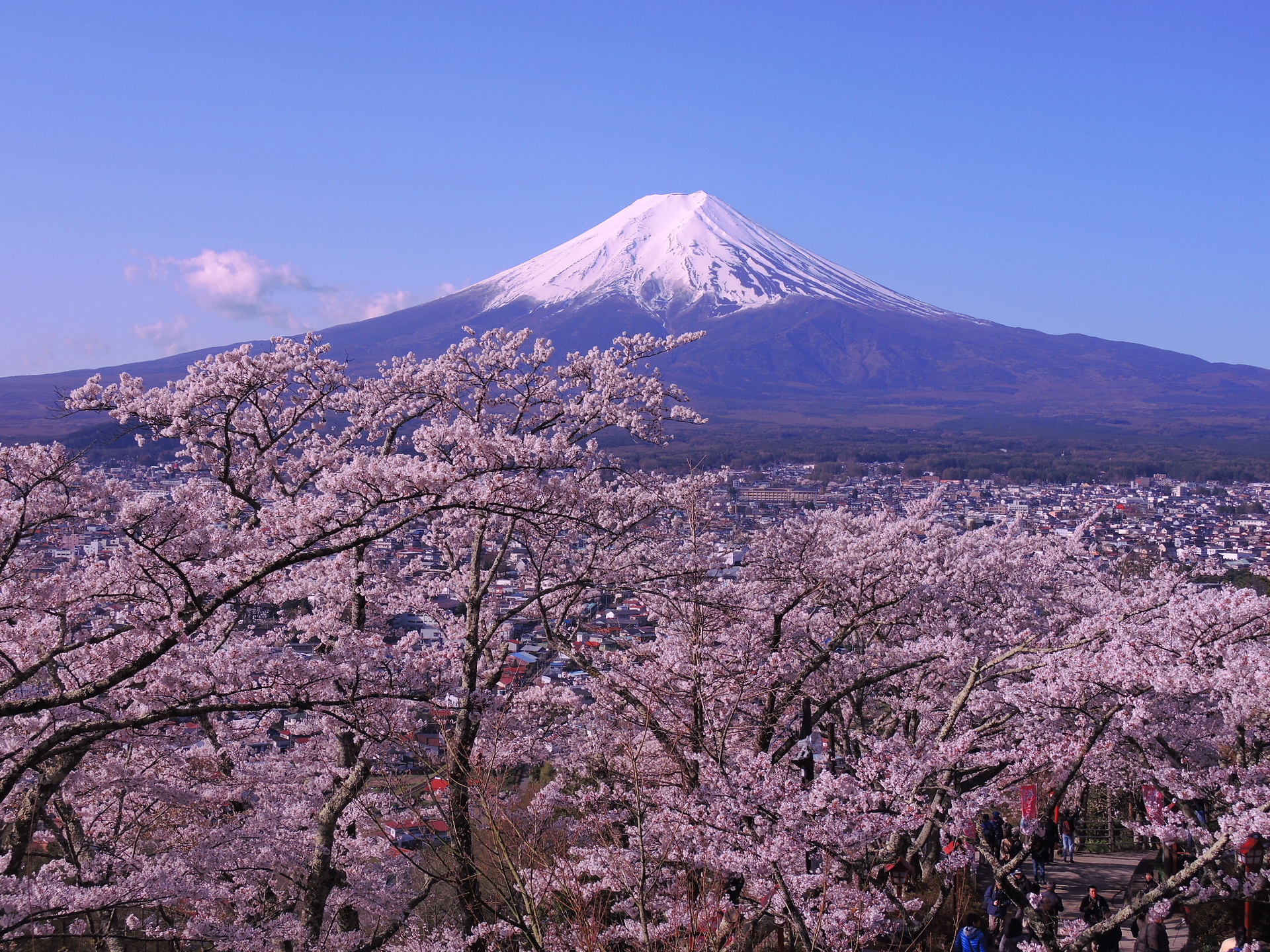 日本の風景 桜と富士山 壁紙1920x1440 壁紙館