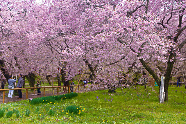 高遠城址の桜
